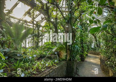 Gewächshaus Bromelienhaus, Botanischer Garten, Lichterfelde, Steglitz-Zehlendorf, Berlin, Deutschland Banque D'Images