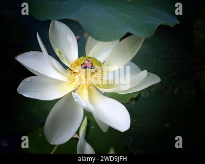 Deux petites figures humaines sur la fleur de lotus, montrant l'amour dans la nature et l'amour l'un dans l'autre. Banque D'Images