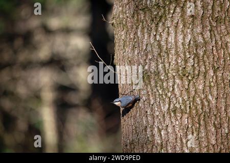 Nuthatche eurasienne ( Sitta europaea) sur arbre Banque D'Images
