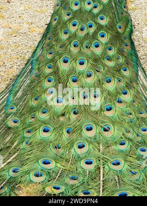 Les motifs « yeux » complexes des plumes de la queue d'un paon présentés en gros plan. Banque D'Images