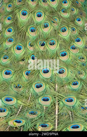 Les motifs « yeux » complexes des plumes de la queue d'un paon présentés en gros plan. Banque D'Images