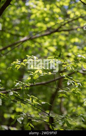 Une superbe photographie printanière capturant la beauté de la nature. Lumière du soleil la forêt, mettant en évidence les feuilles sur les branches. L'arrière-plan met en valeur le lu Banque D'Images