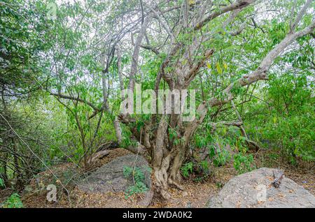 Sentier rocheux de Chamundi Hills, Mysore, Inde Banque D'Images