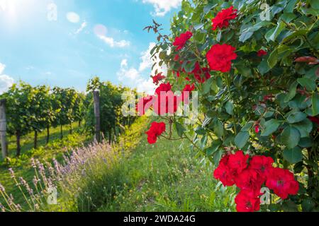 Roses rouges sur le vignoble dans la vallée de Vipava, Slovénie. Vinification traditionnelle et vinification Banque D'Images