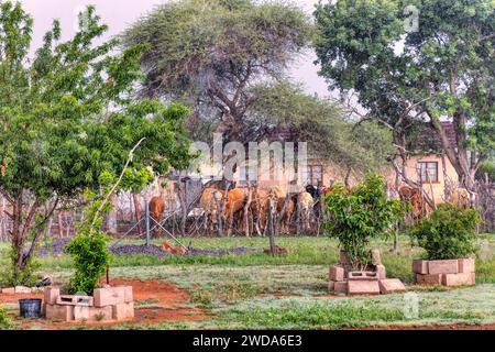 vaches debout sous la forte pluie dans la cour de la maison à la recherche d'un abri dans le kraal, ferme de village en afrique du sud Banque D'Images