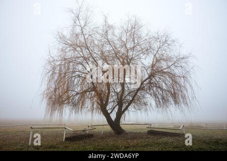 Saule solitaire dans le brouillard sur un pâturage désert. Temps froid brumeux dans la nature Banque D'Images