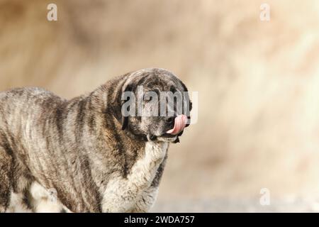 portrait d'un chien berger asiatique, le kangal, un grand et puissant chien de garde Banque D'Images