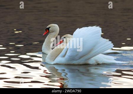 Couple de cygnes muets sur l'étang (Cygnus olor) montrant un comportement d'accouplement Banque D'Images