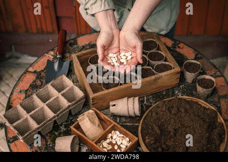 Femme plantant des graines de citrouille pour la germination dans des pots de tourbe biodégradables. Jardinage et semis de printemps Banque D'Images