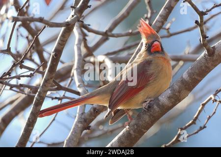 Cardinal à poitrine rouge perché sur une branche d'arbre Banque D'Images