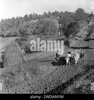 Comté de Vrancea, Roumanie, env. 1978. Agriculteurs sur un chemin de terre avec un chariot tiré de bétail. Banque D'Images