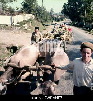 Comté de Vrancea, Roumanie, env. 1978. Les gens locaux sur la route avec une charrette de bétail remplie de prunes. Banque D'Images