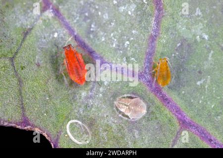 Chou (Aleyrodes proletella) adultes et larves et Myzus persicae, connu sous le nom de puceron vert du pêcheur sur la face inférieure de la feuille. Banque D'Images