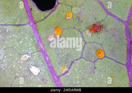 Chou (Aleyrodes proletella) adultes et larves et Myzus persicae, connu sous le nom de puceron vert du pêcheur sur la face inférieure de la feuille. Banque D'Images