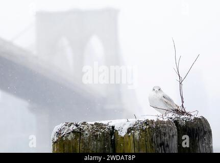 New York, États-Unis. 19 janvier 2024. Une mouette se dresse sur une souche de quai avec vue sur le pont de Brooklyn alors que la neige tombe à New York le vendredi 19 janvier 2024. Une troisième tempête hivernale au cours des derniers jours descend sur la région des trois États déversant jusqu'à 5 pouces de neige à certains endroits, ce qui sera suivi par des températures froides glaciales au cours de la fin de semaine. Photo de John Angelillo/UPI crédit : UPI/Alamy Live News Banque D'Images