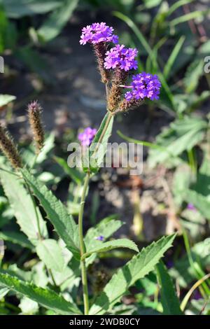 Verveine mince, verveine tubéreuse, Steifes Eisenkraut, Verbena rigida, kékvirágú vasfű Banque D'Images