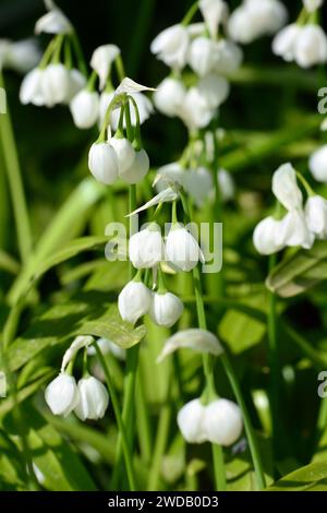 Ail peu fleuri, poireau peu fleuri, Wunder-Lauch, Seltsamer Lauch, Berliner Lauch, Allium paradoxum, kevésvirágú fokhagyma Banque D'Images