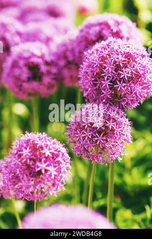 Les fleurs d'Allium géantes violettes plantent dans le jardin Banque D'Images