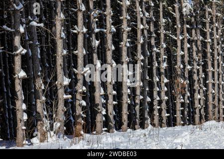 Pin rouge, Pinus resinosa, plantation après une tempête de neige dans le comté de Mecosta, Michigan, États-Unis Banque D'Images