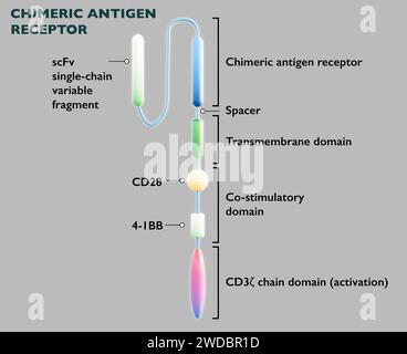 La thérapie cellulaire chimérique du récepteur d'antigène T (CAR-T) est un nouveau traitement pour une variété de cancers. rendu 3d. Banque D'Images