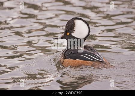 Un mâle à capuche Merganser nage dans l'eau d'un étang local à Surrey, en Colombie-Britannique. Les plumes de la tête du canard, ou capuche, sont allongées. Banque D'Images