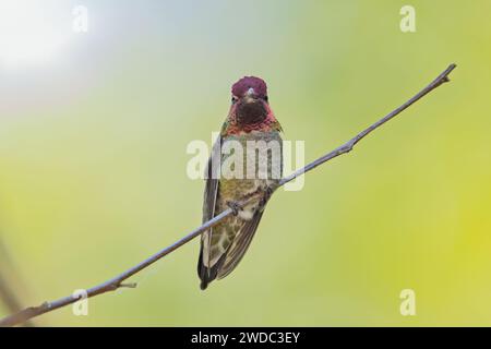 Le colibri d'Anna mâle, faisant face à la caméra et montrant sa gorge rose, est assis sur une branche mince à Delta, en Colombie-Britannique. Banque D'Images