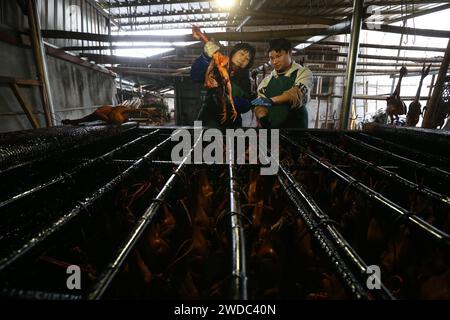 MEISHAN, CHINE - 19 JANVIER 2024 - les gens sèchent leur propre poulet séché à l'air libre dans la communauté de Luoping, dans la ville de Meishan, province du Sichuan, en Chine, le 19 janvier 202 Banque D'Images