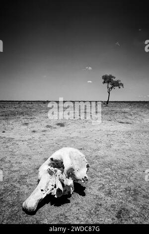 Crâne d'éléphant (Loxodonta africana), crâne, squelette, mort, braconnier, paysage, steppe, aridité, sécheresse, changement climatique, monochrome, noir et Banque D'Images