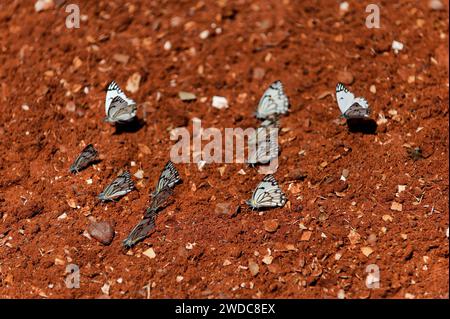 Essaim de papillons blancs, blanc marbré (Melanargia galathea) sur sol sablonneux rouge, rouge, blanc, Namibie Banque D'Images