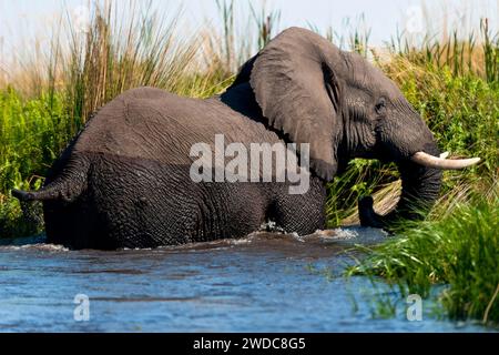 Éléphant (Loxodonta africana), en fuite, peur, danger, courir, rivière, dangereux, animal sauvage, braconnier, chasse, fuyant, dans la Moanachira Banque D'Images