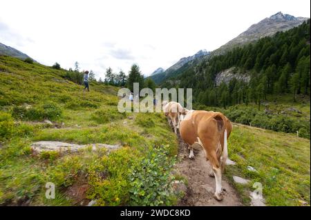 Randonnée avec vaches sur le Langgletscher en Valais, Alpes bernoises, sentier de randonnée, randonnée, Loetschental, vache, montagnes, glacier, nature, plein air, actif Banque D'Images