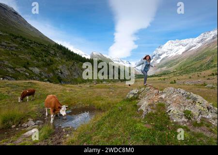 Randonnée avec vaches sur le Langgletscher en Valais, Alpes bernoises, sentier de randonnée, randonnée, Loetschental, vache, montagnes, glacier, nature, plein air, actif Banque D'Images