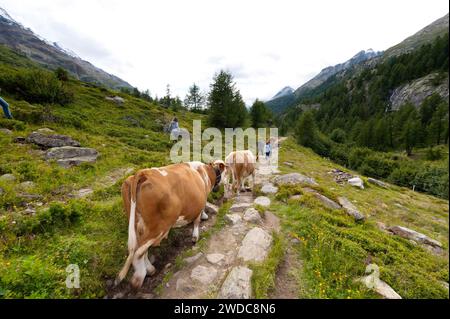 Randonnée avec vaches sur le Langgletscher en Valais, Alpes bernoises, sentier de randonnée, randonnée, Loetschental, vache, montagnes, glacier, nature, plein air, actif Banque D'Images