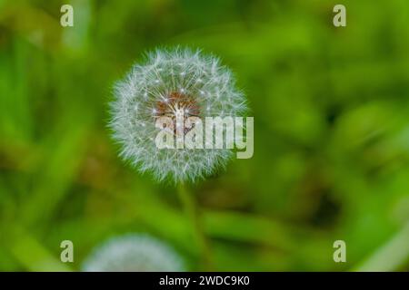 Gros plan d'une belle tête de graines de pissenlit avec des graines attachées à des parachutes blancs sur un fond vert flou, Corée du Sud Banque D'Images