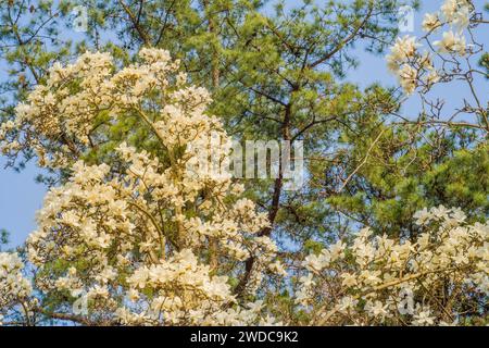 Belles fleurs de cornouilles blanches devant un arbre à feuilles persistantes serti contre un ciel bleu clair, Corée du Sud Banque D'Images