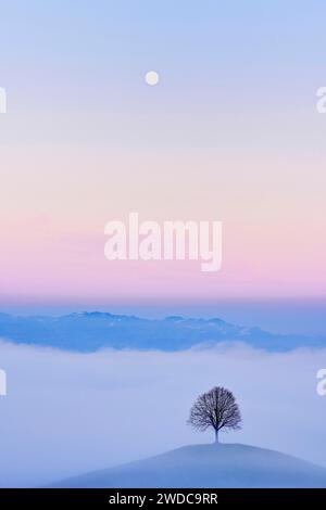 Linden tree (Tilia), in drumlin landscape in the fog, in the light of the blue hour and full moon, Hirzel, Canton Zurich, Switzerland Stock Photo