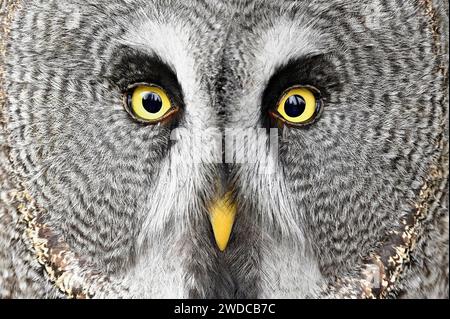 Grand hibou gris (Strix nebulosa), captif, Suisse Banque D'Images