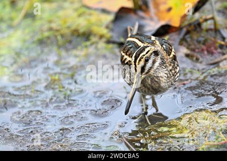 Jack Snipe (Lymnocryptes minimus), recherche de nourriture, Suisse Banque D'Images