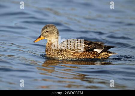 Gadwall adulte (Mareca strepera), nageant sur le lac de Zoug, Suisse Banque D'Images