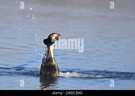 Grand Grèbe à crête (Podiceps cristatus), couple reproducteur, couple faisant une danse de pingouin et se présentant du matériel de nidification l'un à l'autre, Suisse Banque D'Images