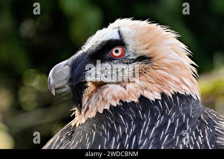 Vautour barbu ou vautour barbu (Gypaetus barbatus), captif, portrait, Suisse Banque D'Images