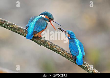 Martins-pêcheurs communs (Alcedo atthis), alimentation par accouplement, mâle donnant des insectes à la femelle, Canton de Zoug, Suisse Banque D'Images