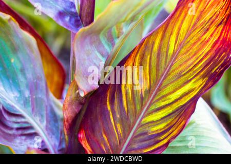 Vert jaune rouge rayé Spathiphyllum cannifolium feuille avec veines fond naturel abstrait. Feuilles tropicales tricolores, feuillage en garde botanique Banque D'Images