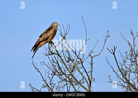 Cerf-volant rouge (Milvus milvus), assis sur une branche, Suisse Banque D'Images