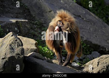 Babouin Djelada ou gelada (Theropithecus gelada), mâle, debout sur le rocher, captif, Suisse Banque D'Images