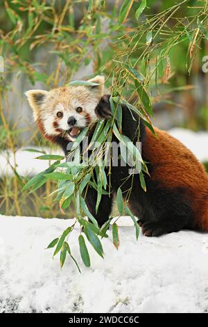 Panda roux (Ailurus fulgens), mangeant du bambou, captif, Suisse Banque D'Images