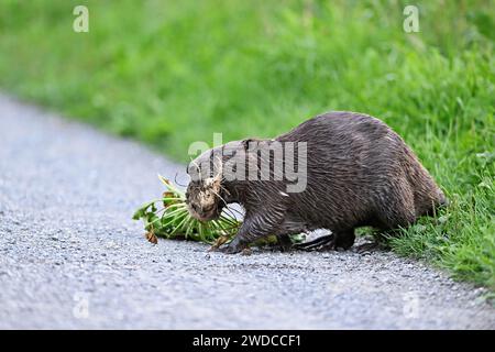 Castors européens (Castor fiber), marchant le long d'un chemin de champ avec un navet dans son embouchure, Freiamt, Canton d'Argovie, Suisse Banque D'Images