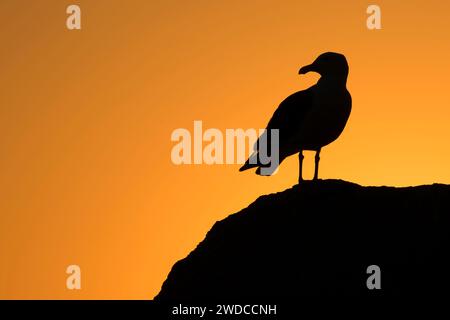 Gull Sunrise, Lovers point Park, Pacific Grove, Californie Banque D'Images