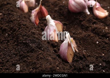 Gousses d'ail dans un sol fertile, closeup. Plantation de légumes Banque D'Images