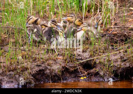 Canetons colverts (anus platyrhynchos) reposant le long du rivage d'un lac, horizontal Banque D'Images